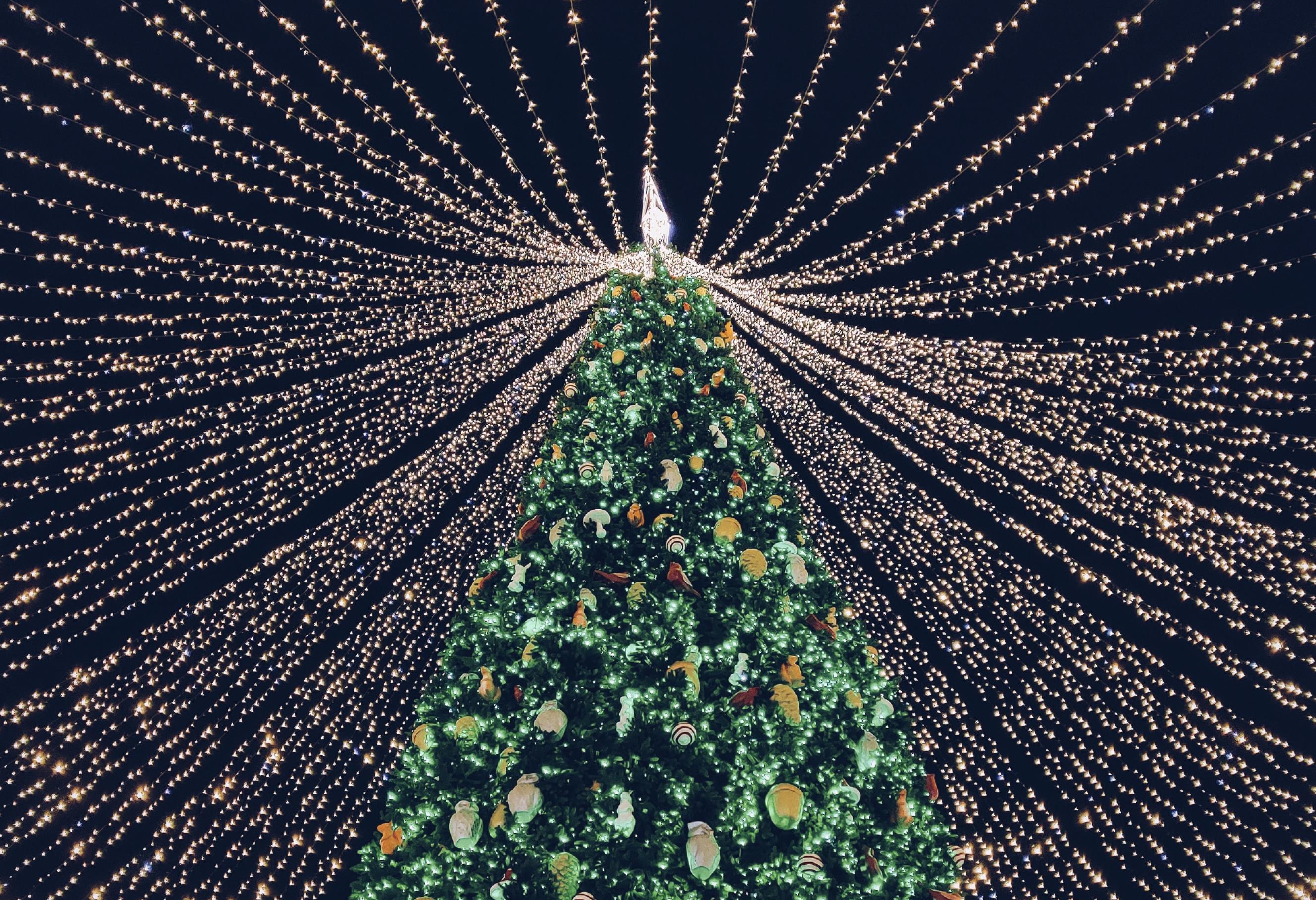 Tree Lighting & Holiday Celebration 